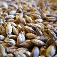 Malt_en_grain_500 Malt_en_grain_500